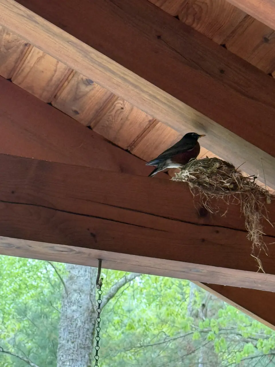 A bird nesting under the porch roof in spring